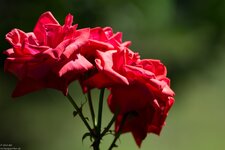 IMG_0240.jpg