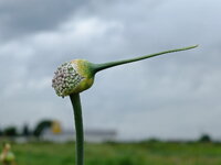 DSCF1280as.jpg