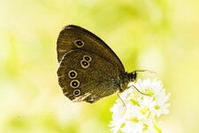 comp_DSC_1532-Brauner_WaldvogelPS.jpg