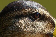 ente2.jpg