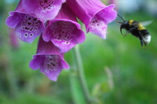 Hummel-RawTherapee.jpg
