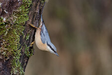 DSC_0058-DSLR-Forum.jpg DSC_0058-DSLR-Forum.jpg