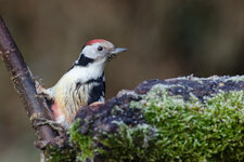 DSC_0071-DSLR-Forum.jpg DSC_0071-DSLR-Forum.jpg