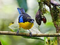 Blue-winged Mountain Tanager.jpg