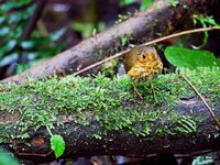 Ochre-striped Antpitta.jpg