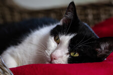 DSC04274.jpg