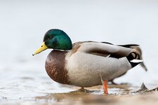 comp_DSC_2591_Stockente.jpg