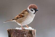 compIMG_8109.jpg