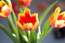 Tulp2.jpg