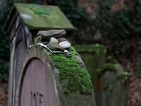 Judenfriedhof_Worms_DSC00100_DxO_jiw.jpg