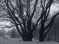 Taunus_IMG_3119_jiw.jpg