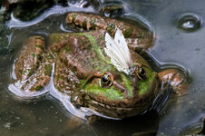 Frosch mit Passagier.jpg