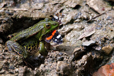 Frosch mit Frühstück.jpg