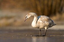 comp_DSC_1256_Höckerschwan.jpg