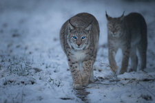 20190119-Eurasian_Lynx-2_Forum.jpg