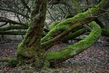 Mönchbruch_Naturschutzgebiet_DSC00932_DxO_jiw.jpg