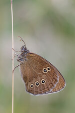 20130713 IMG 10.42 ZS.jpg
