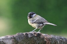 Kohlmeise 12072013Gue.jpg Kohlmeise 12072013Gue.jpg