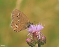 IMG_3311.jpg