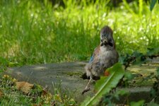 comp_DSC_6297.jpg comp_DSC_6297.jpg
