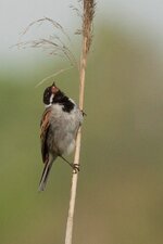 IMG_7437.jpg