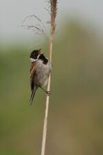IMG_7439.jpg