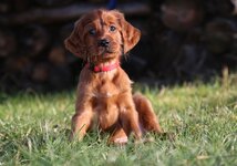 Luna Irishsetter.jpg