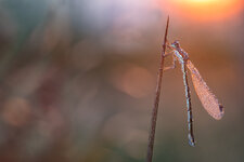 DSC_2061 - Kopie.jpg