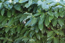 Blatt mit br. Stelle_AF.JPG