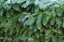 Blatt mit Br. Stelle Liveview.JPG