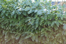 Blatt mit br. Stelle_Abstand vergr_Liveview.JPG