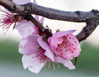 Mandelblüten (1 von 3).jpg