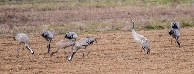 Gallocanta2018- (1 von 1)-6.jpg