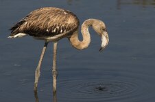 100px-The_juvenile_greater_flamingo.jpg