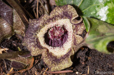 Asarum_6431_1100.jpg