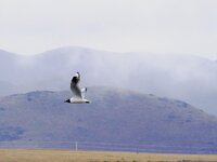 Andean Gull.jpg