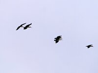 Black-faced Ibis.jpg