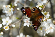 Schmetterling-04125.jpg