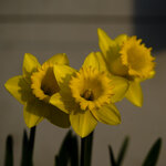 Frühling-03996.jpg