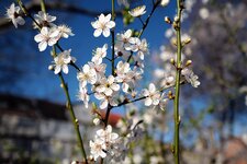 Frühling.jpg
