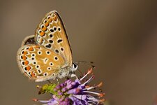 IMG_1657klein.jpg