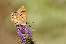 IMG_1624klein.jpg