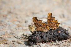 C-Falter (Polygonia c-album)_Q22A3046.jpg