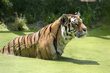 Tiger-03.jpg