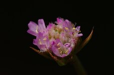 makroblitz_1000hss_iso160.jpg