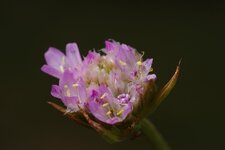 makroblitz_180_iso160.jpg