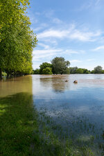 Ladenburger Hochwasser 06-2013-8.jpg