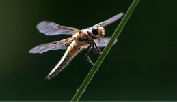 comp_IMG_2062.jpg