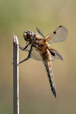 comp_IMG_2097.jpg