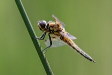 comp_IMG_2179.jpg